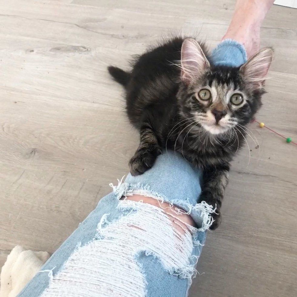 Illustration de l'article : Sauvé des rues, ce chaton n'a qu'une passion : Câliner ses nouveaux maîtres ! 